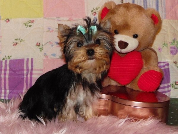 Yorkshire Terrier, Yorki