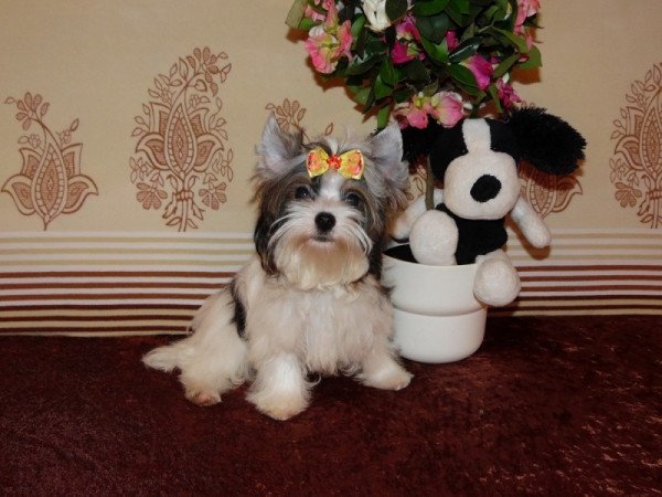 Biewer Yorkshire Terrier Yorki