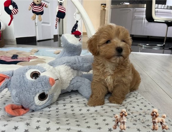 Maltipoo