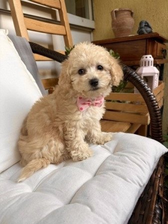 Maltipoo maltai es uszkar