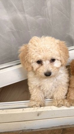 Maltipoo maltai es uszkar