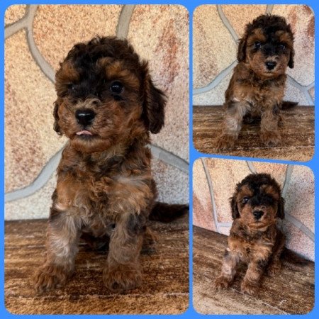 Cockapoo (spániel & uszkár)