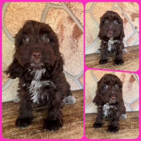 Cockapoo (spániel & uszkár)