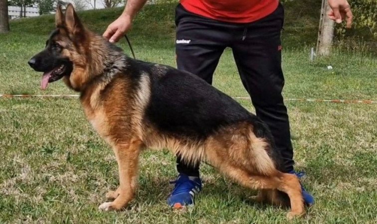 német juhász (németjuhász)