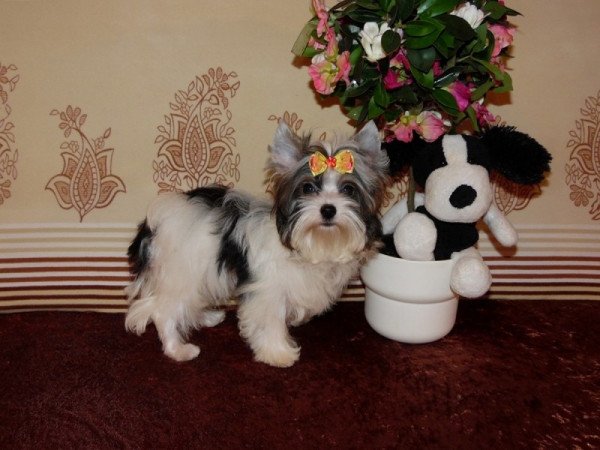 Biewer Yorkshire Terrier Yorki