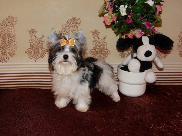 Biewer Yorkshire Terrier Yorki