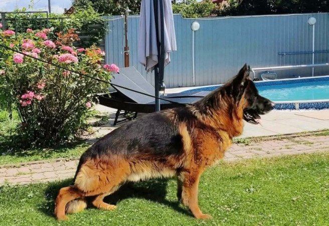 német juhász (németjuhász)