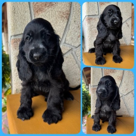 Angol cocker spániel