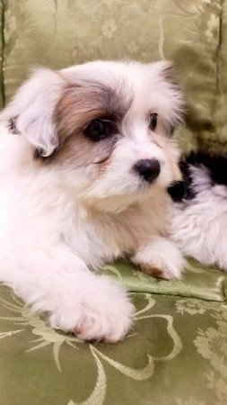 Bichon Havanese