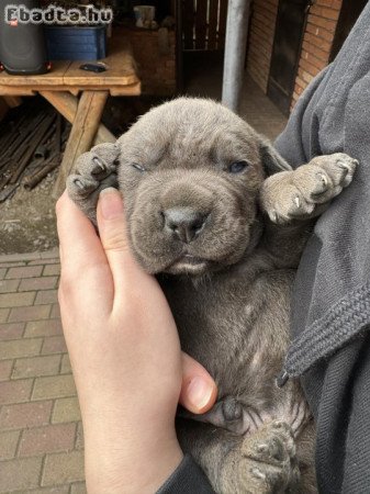 Cane Corso kiskutyák