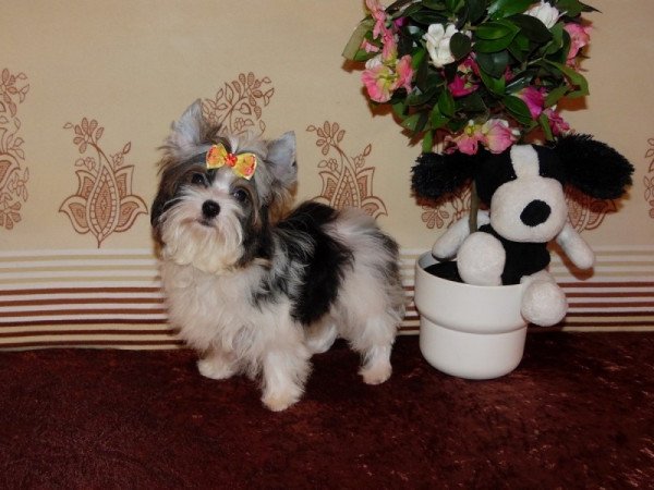 Biewer Yorkshire Terrier Yorki