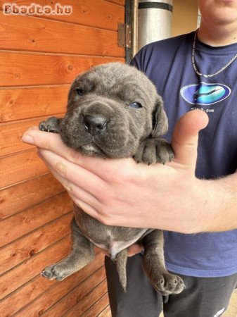 Cane Corso kiskutyák