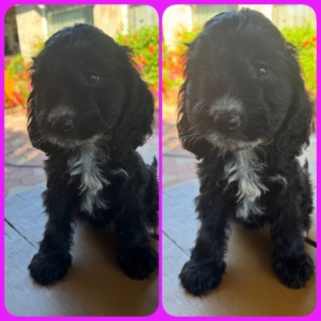 Cockapoo (spániel & uszkár)