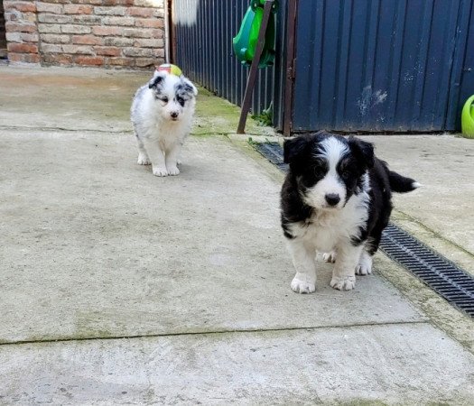 Border collie