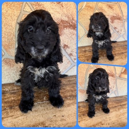 Cockapoo (spániel & uszkár)