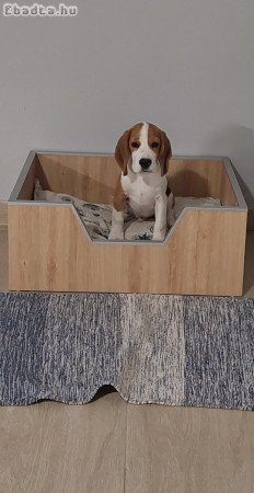 Eladó 8 hónapos beagle kan kutyus