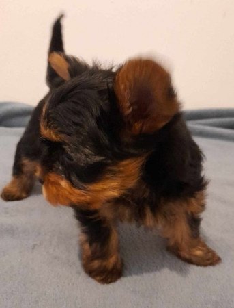 Yorkshire terrier