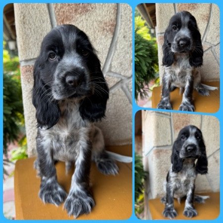 Angol cocker spániel