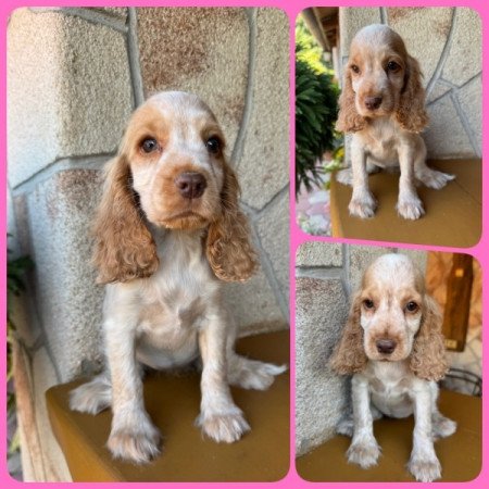 Angol cocker spániel