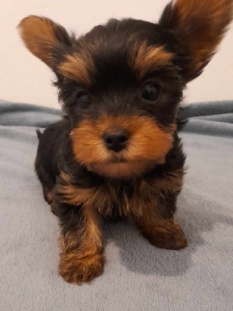 Yorkshire terrier