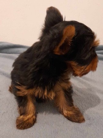 Yorkshire terrier