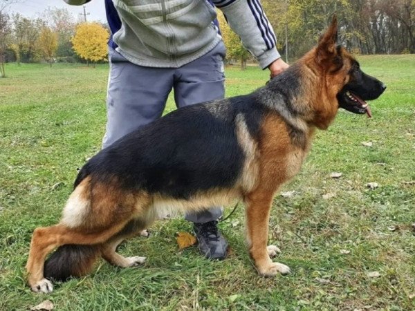 német juhász (németjuhász)