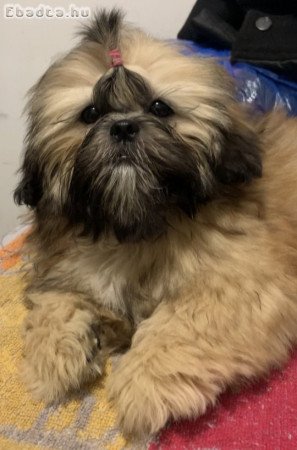 Gyönyörű Shih Tzu kölykök