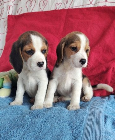 Beagle