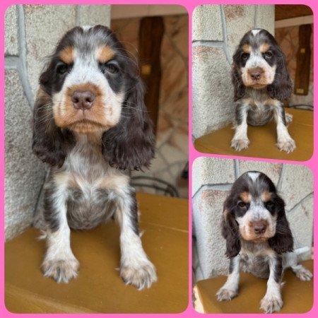 Angol cocker spániel