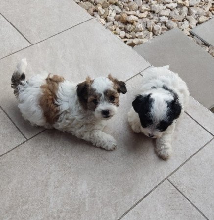 Bichon Havanese