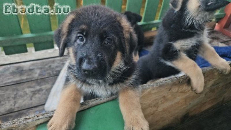 Németjuhász kölykök