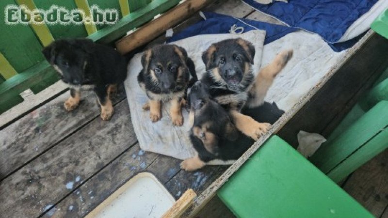 Németjuhász kölykök