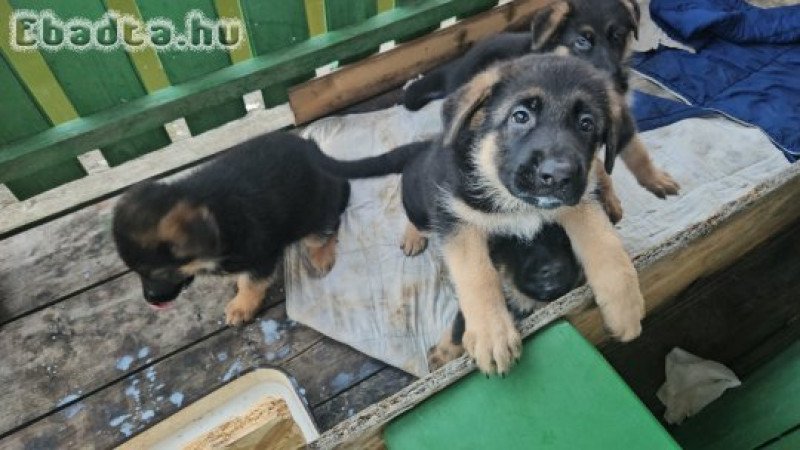 Németjuhász kölykök