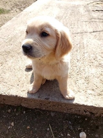 Golden retriever