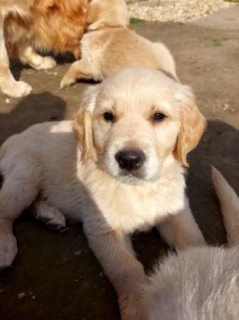 Golden retriever