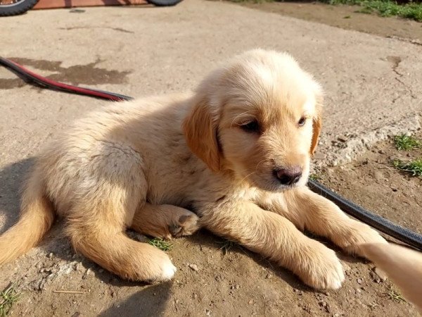 Golden retriever