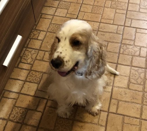 Angol cocker spániel