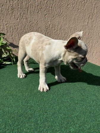Francia Bulldog