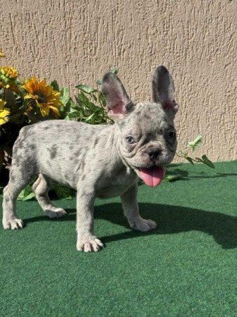 Francia Bulldog