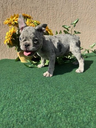 Francia Bulldog