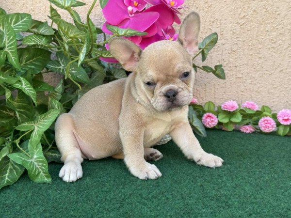 Francia Bulldog