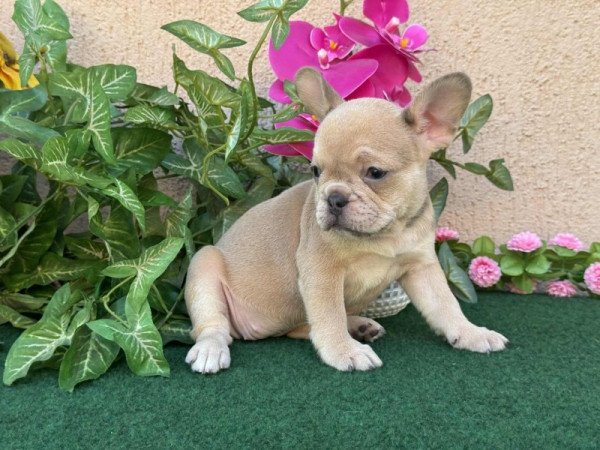 Francia Bulldog