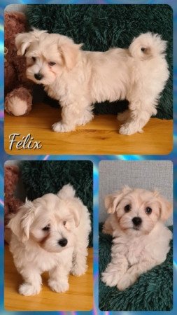 Bichon havanese