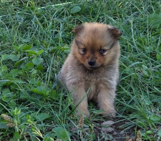 Német közép spicc