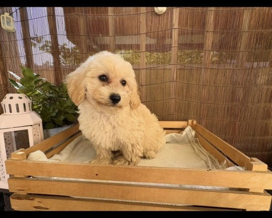 Maltipoo maltai selyem + torpe uszkar