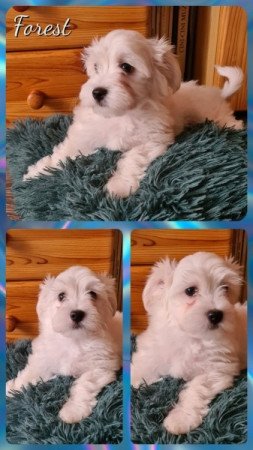 Bichon havanese