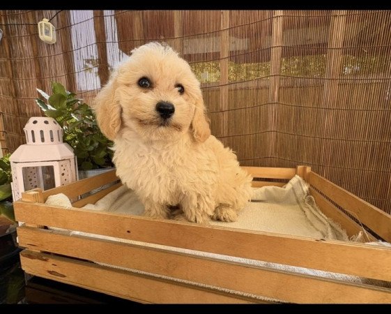 Maltipoo maltai selyem + torpe uszkar