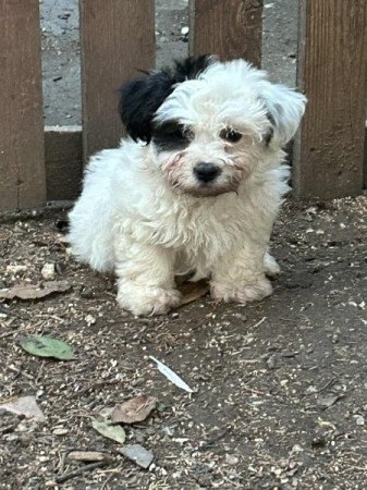 Bichon Havanese
