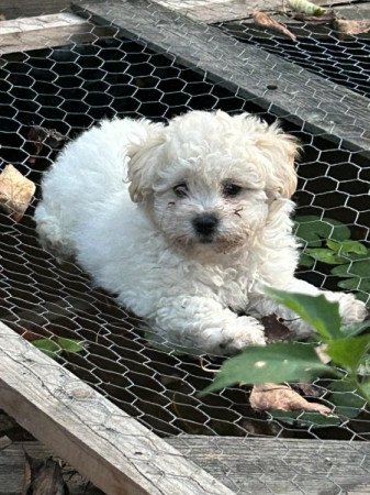 Bichon Havanese