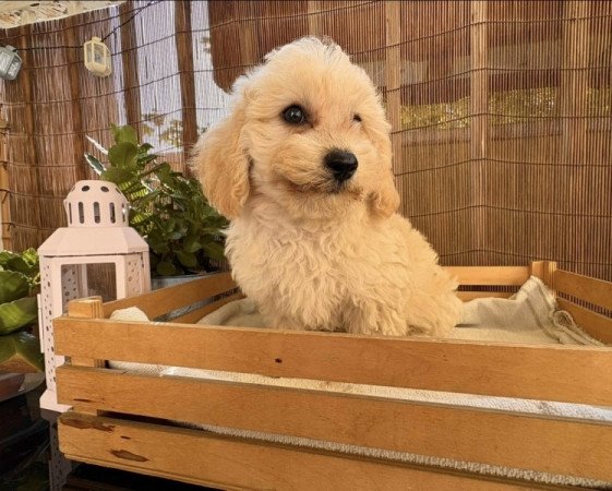 Maltipoo maltai selyem + torpe uszkar